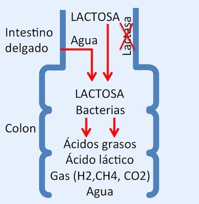 lactosa2